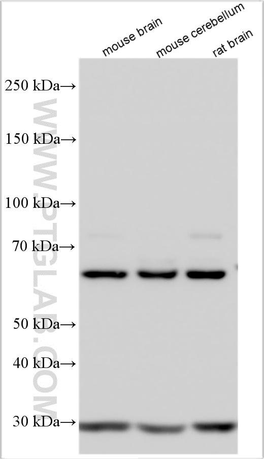 WB analysis using 55370-1-AP