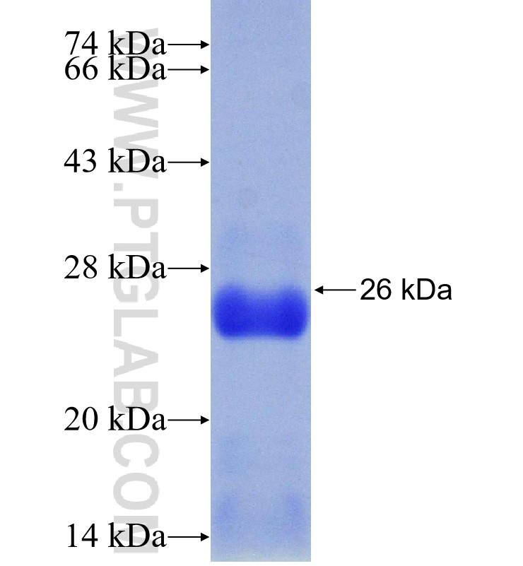 SKP1 fusion protein Ag30709 SDS-PAGE