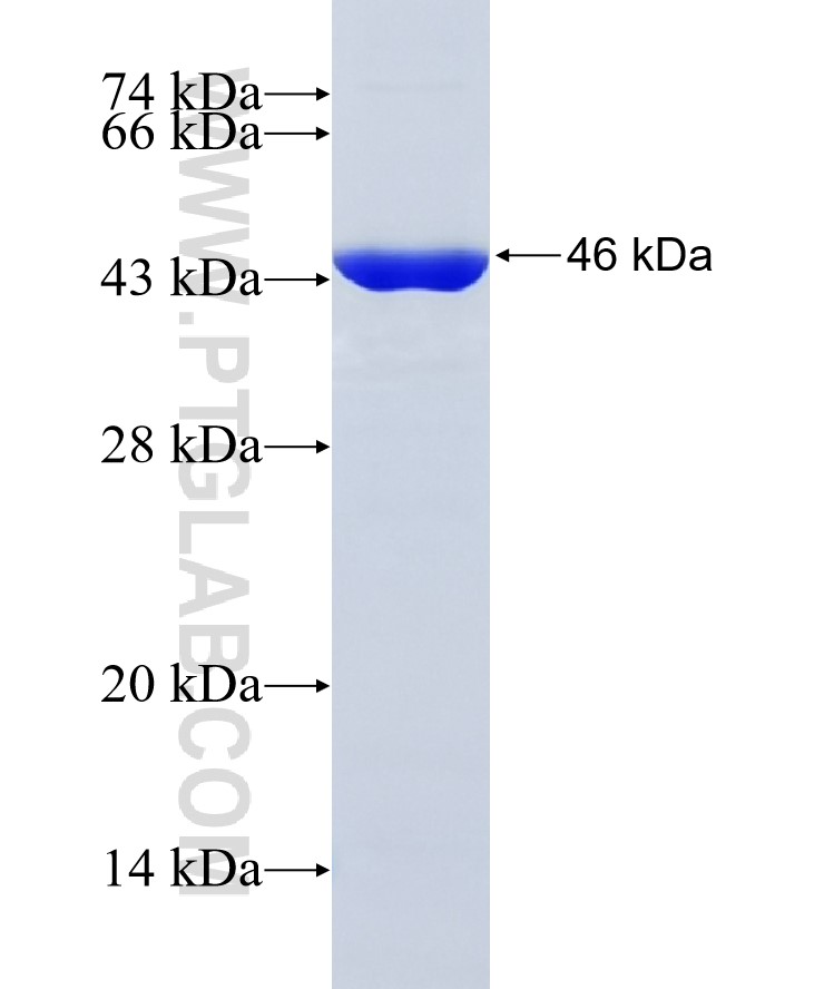 SKP2 fusion protein Ag7137 SDS-PAGE