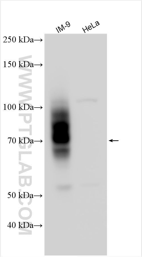 WB analysis using 30573-1-AP