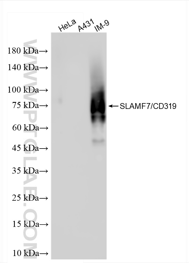 WB analysis using 84254-1-RR