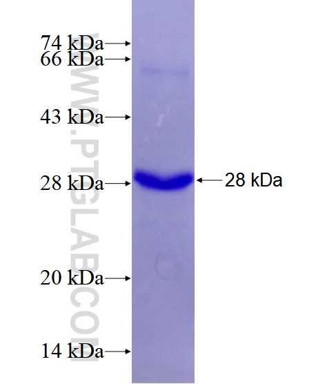 SLAMF7 fusion protein Ag28532 SDS-PAGE