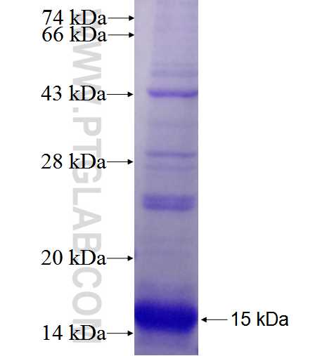 SLC10A1 fusion protein Ag25680 SDS-PAGE