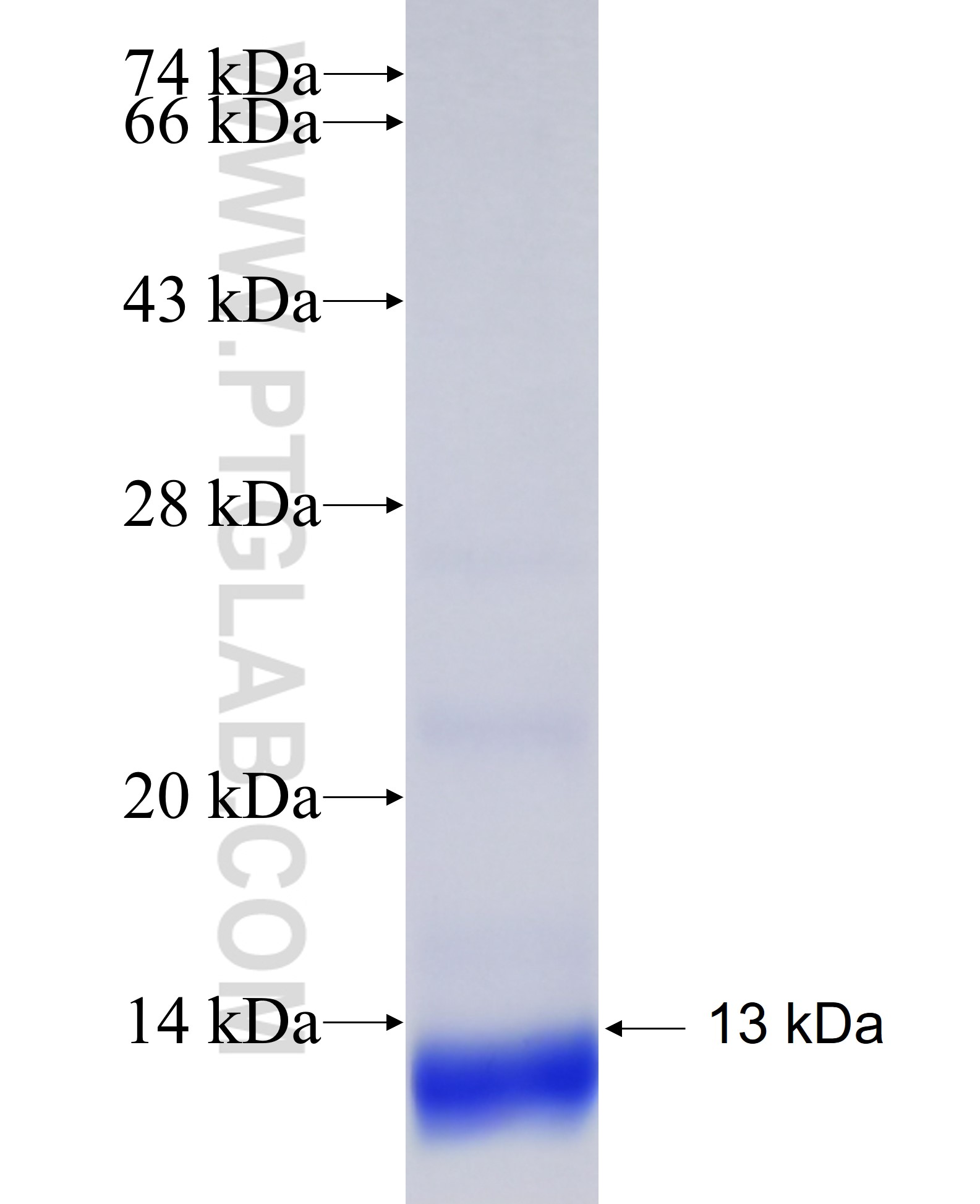 SLC11A1 fusion protein Ag24758 SDS-PAGE