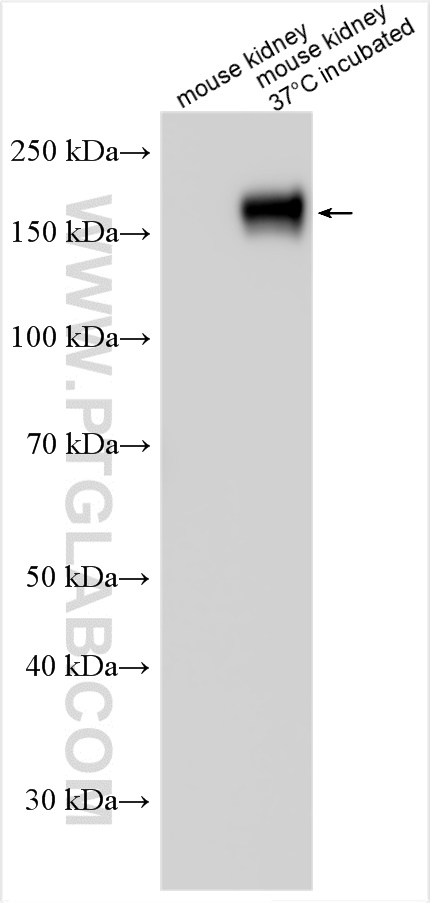 WB analysis using 13636-1-AP (same clone as 13636-1-PBS)