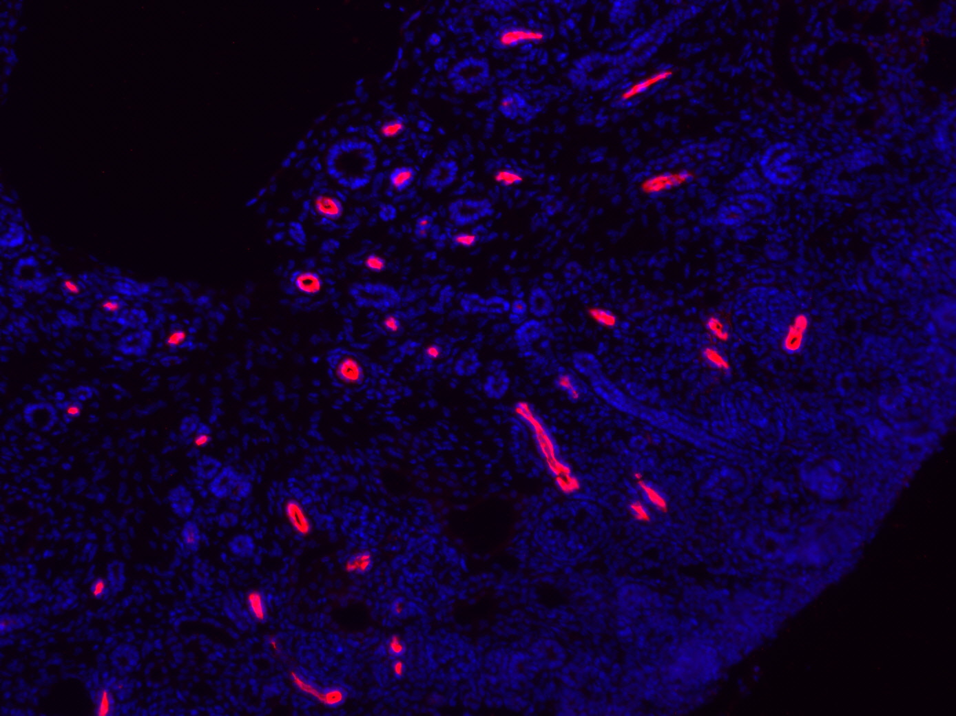 IF Staining of mouse Embryonic kidney tissue using 18970-1-AP