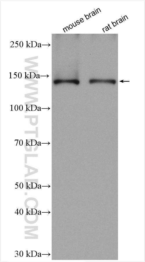 WB analysis using 19565-1-AP