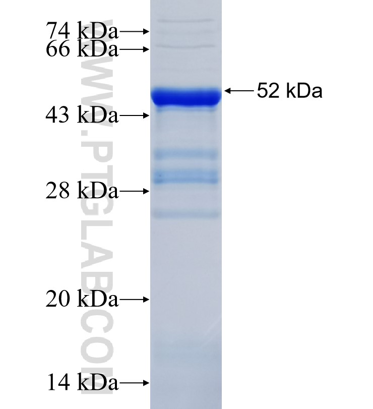 SLC12A8 fusion protein Ag34354 SDS-PAGE