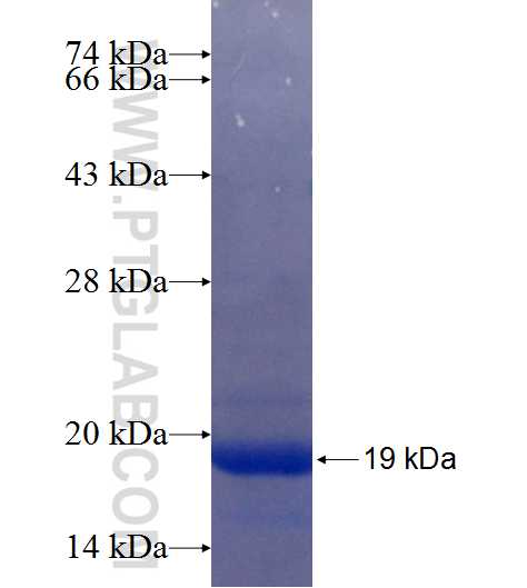 SLC12A9 fusion protein Ag25351 SDS-PAGE