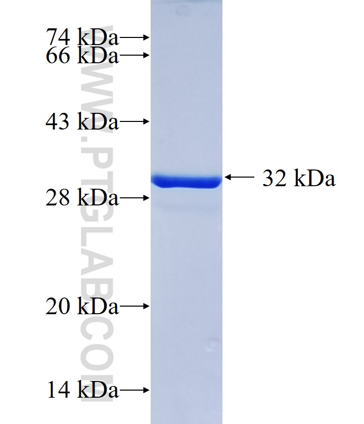 SLC16A13 fusion protein Ag33183 SDS-PAGE