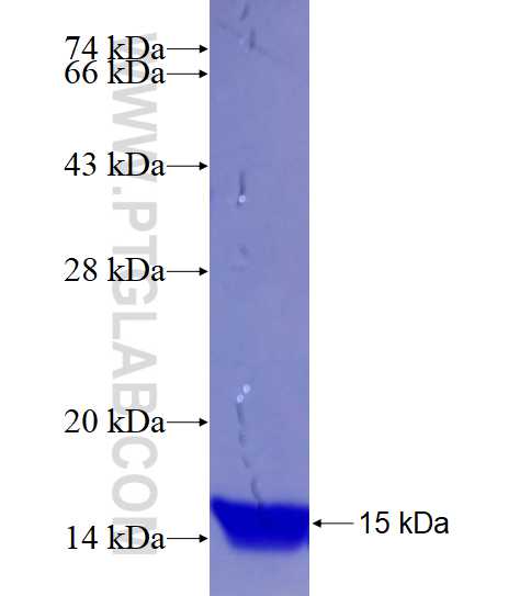 SLC16A7 fusion protein Ag14511 SDS-PAGE