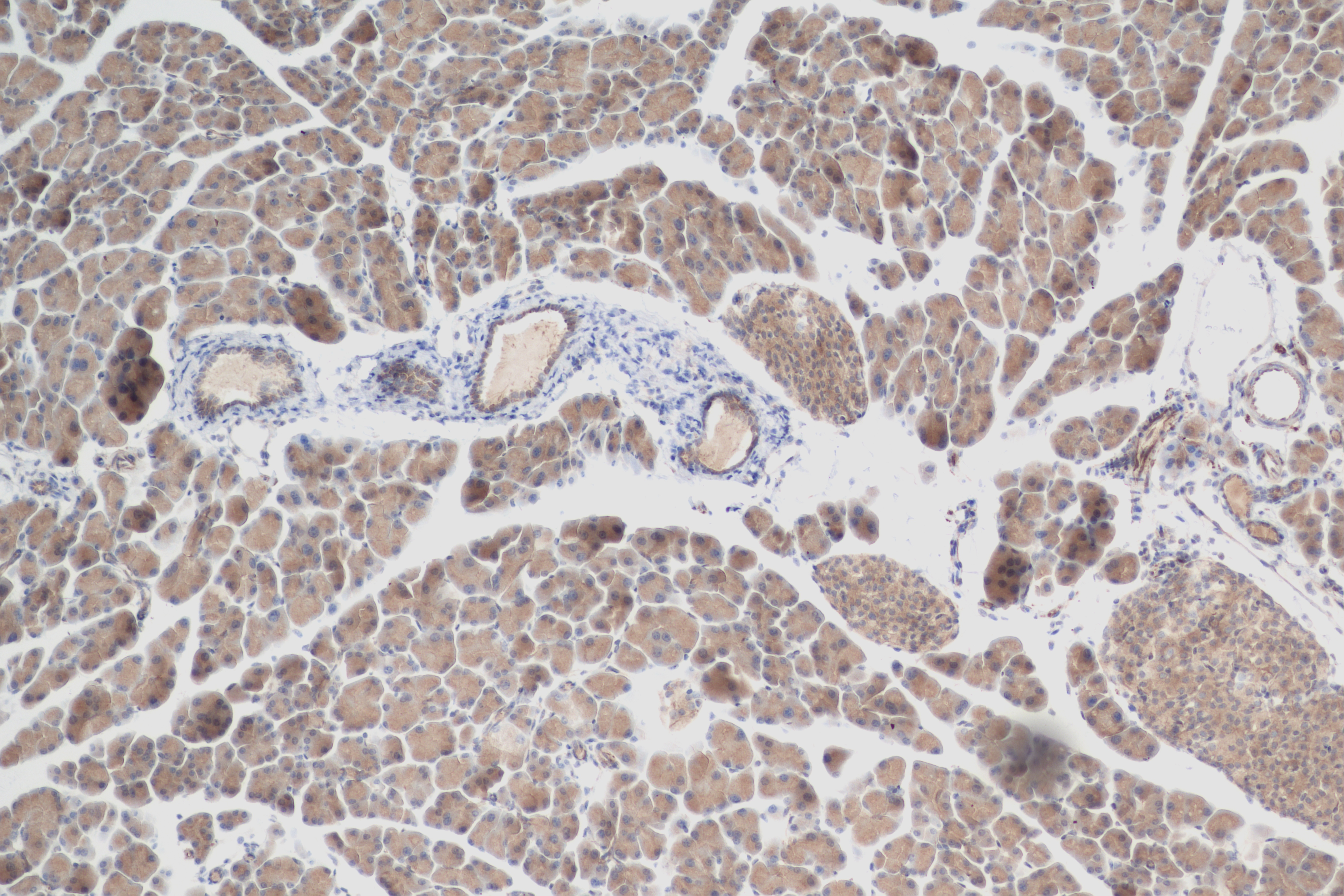 IHC staining of mouse pancreas using 83505-1-RR