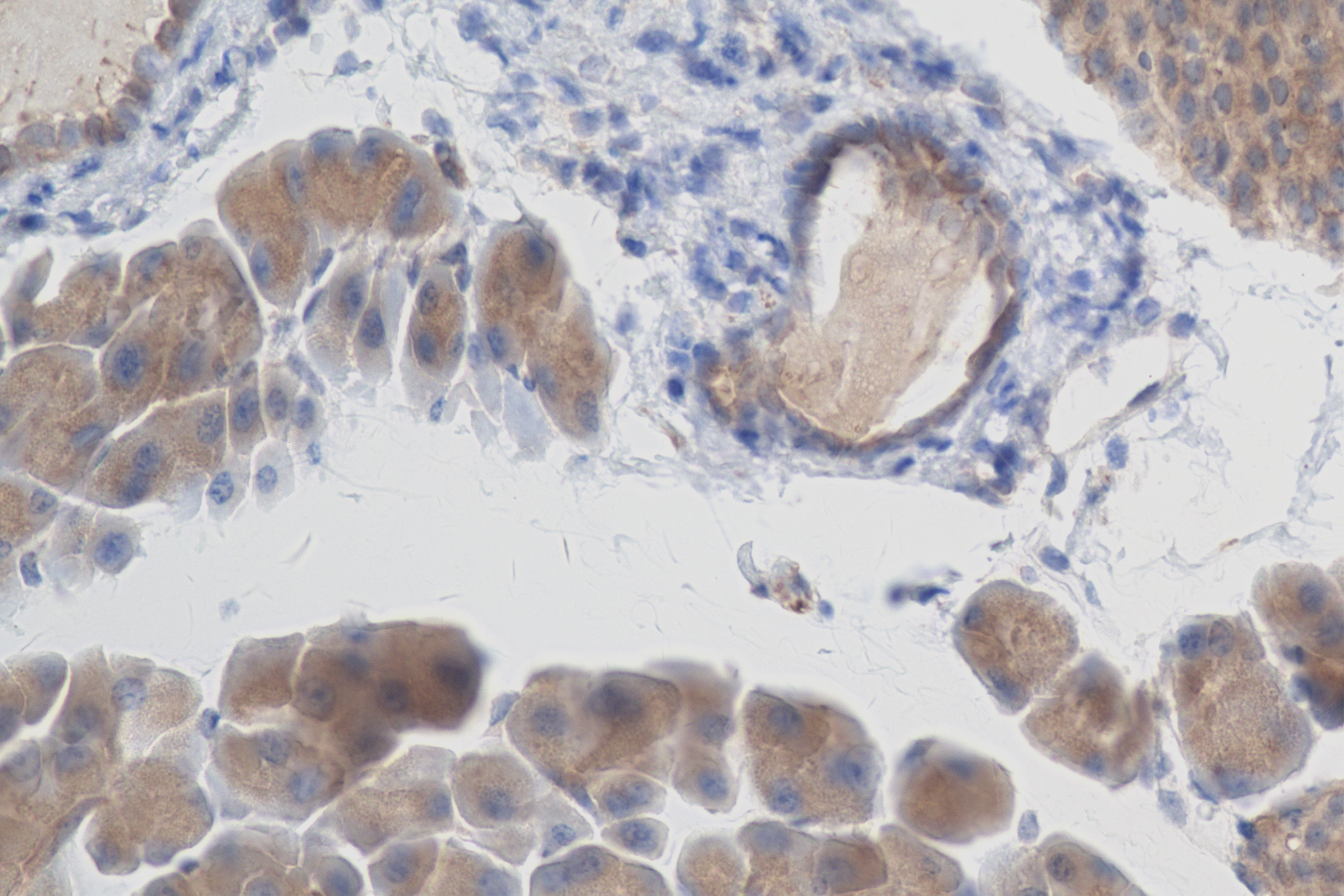 IHC staining of mouse pancreas using 83505-1-RR