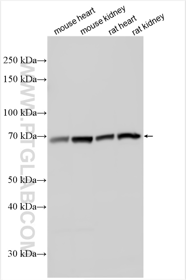 WB analysis using 14937-1-AP