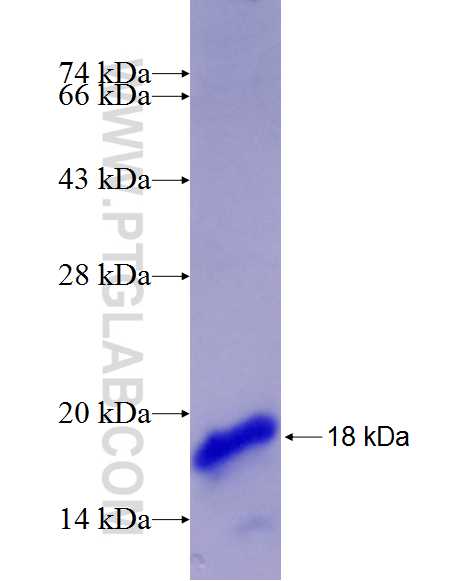 SLC22A16 fusion protein Ag25277 SDS-PAGE