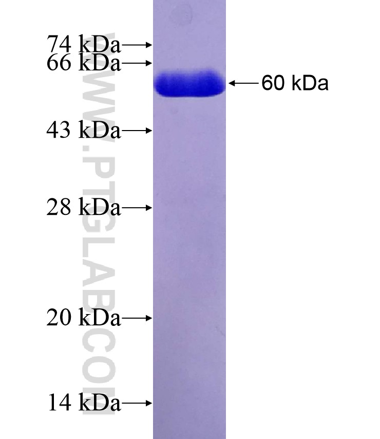 SLC24A1 fusion protein Ag29310 SDS-PAGE