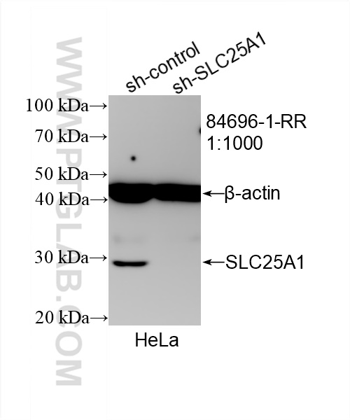 WB analysis of HeLa using 84696-1-RR