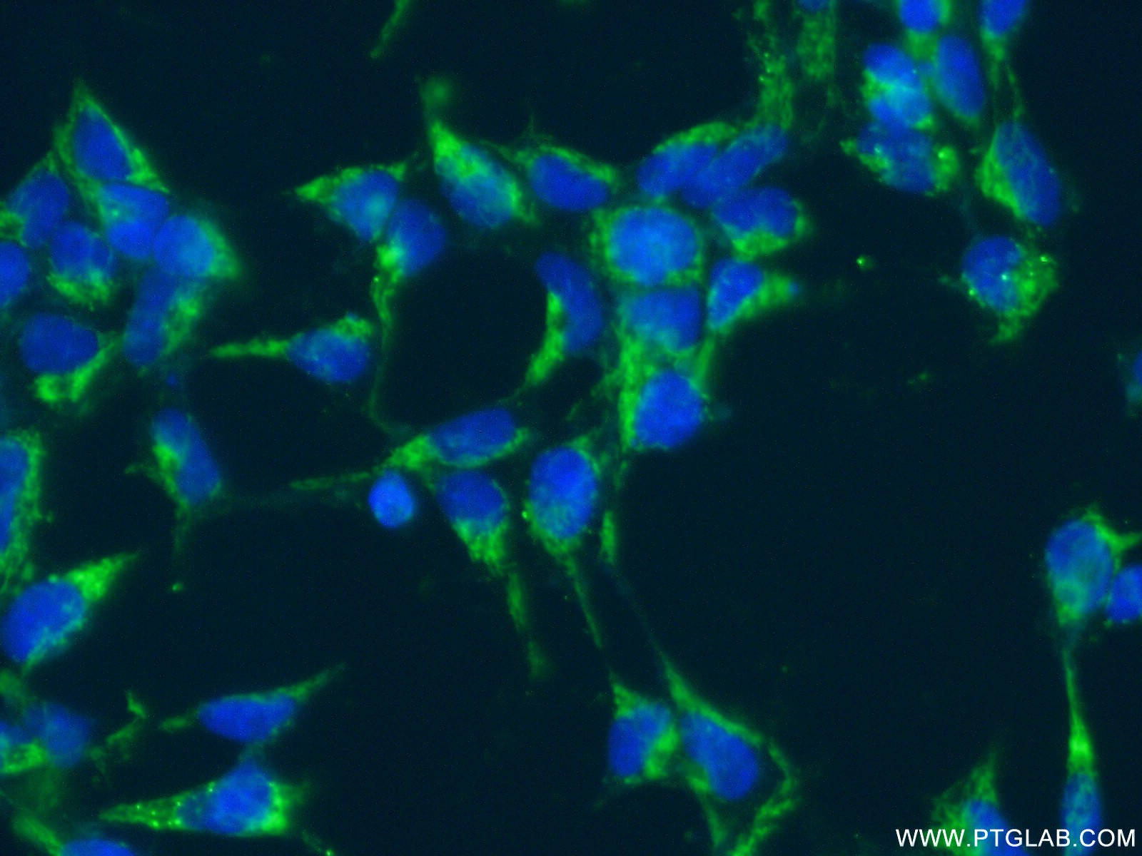 IF Staining of HEK-293 using 12253-1-AP