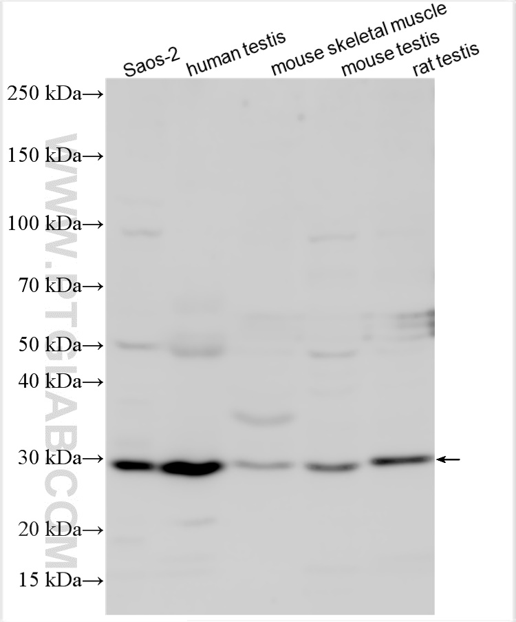 WB analysis using 19363-1-AP