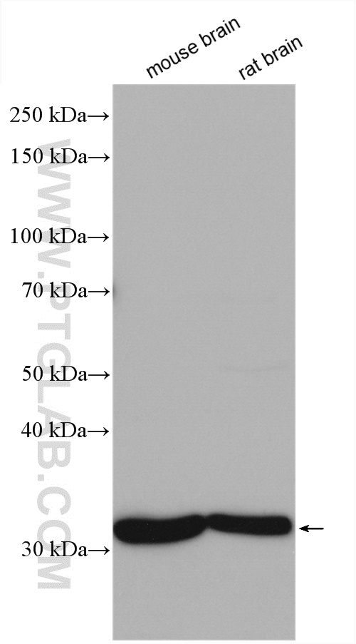 WB analysis using 25402-1-AP