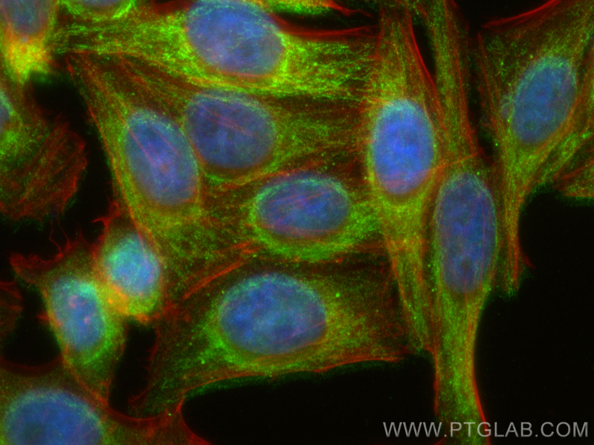 IF Staining of HepG2 using 26379-1-AP