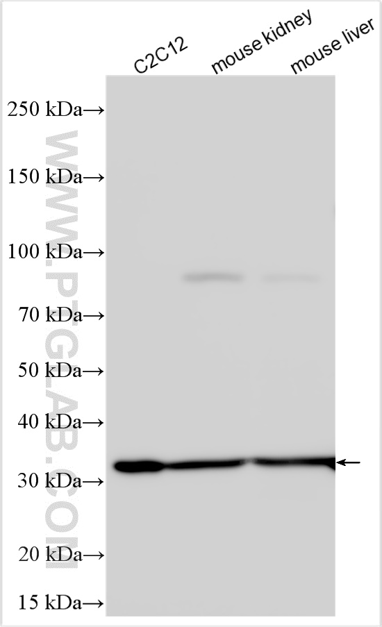 WB analysis using 20615-1-AP