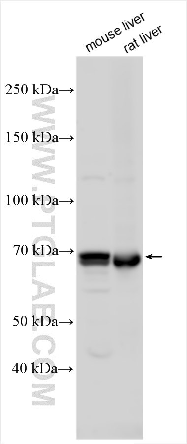 WB analysis using 29802-1-AP