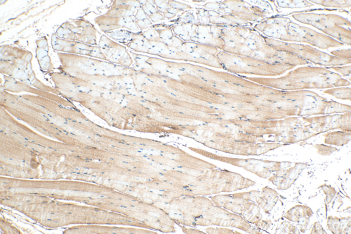 IHC staining of mouse skeletal muscle using 26958-1-AP