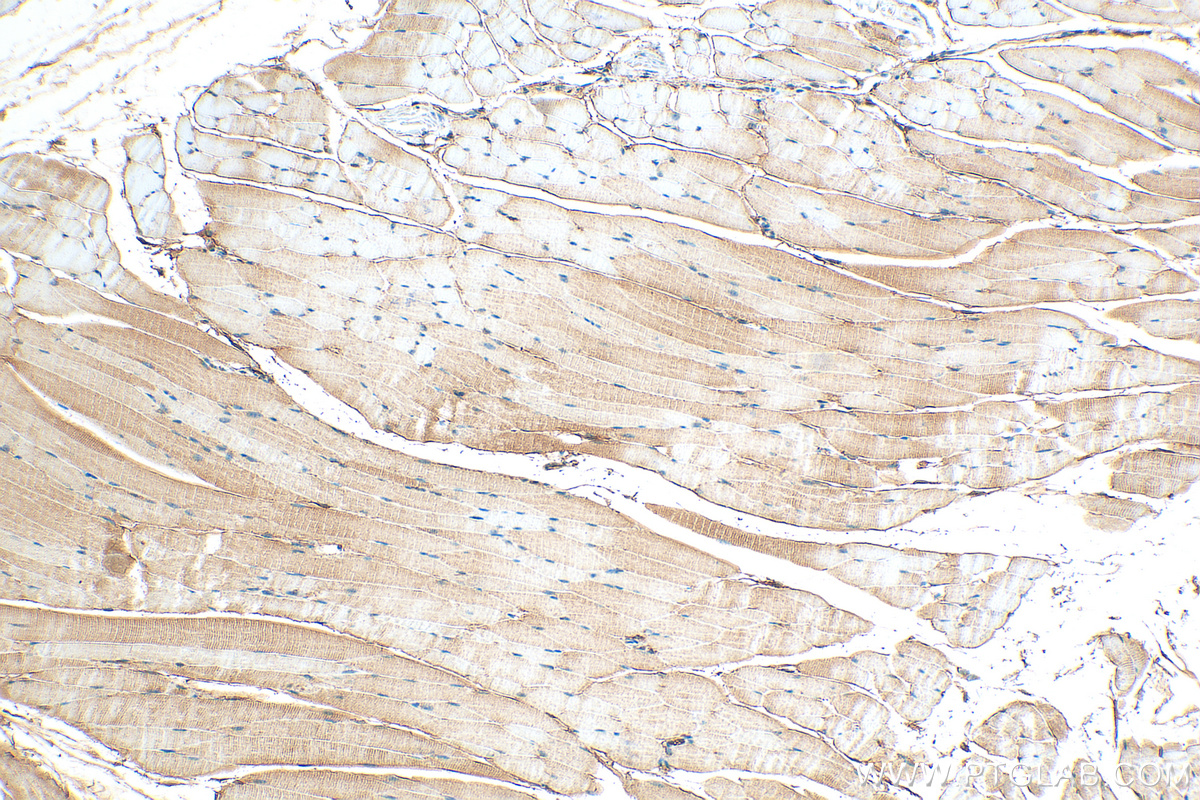 IHC staining of mouse skeletal muscle using 26958-1-AP (same clone as 26958-1-PBS)