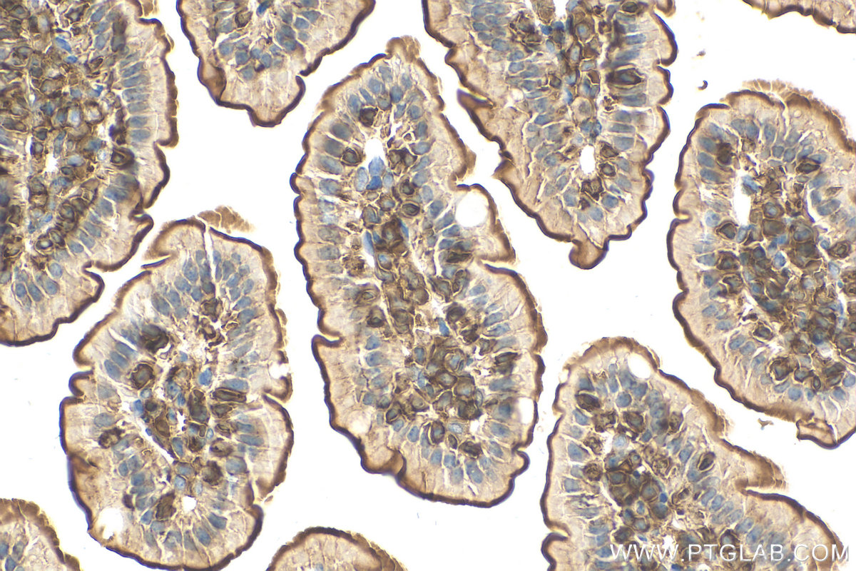 IHC staining of mouse small intestine using 31182-1-AP