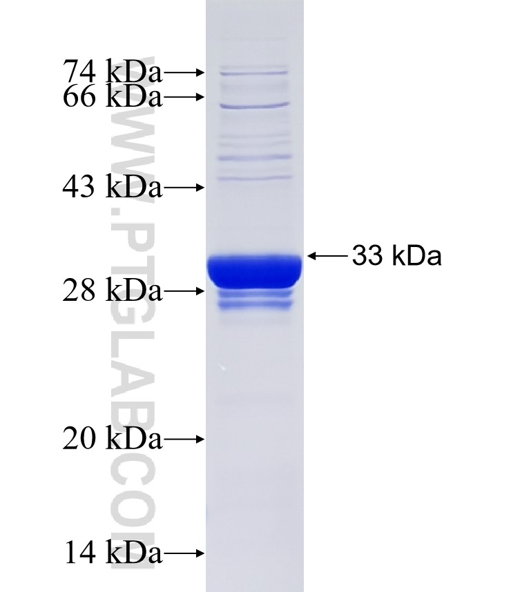 SLC2A7 fusion protein Ag34515 SDS-PAGE