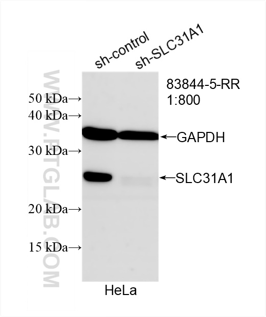 WB analysis of HeLa using 83844-5-RR (same clone as 83844-5-PBS)