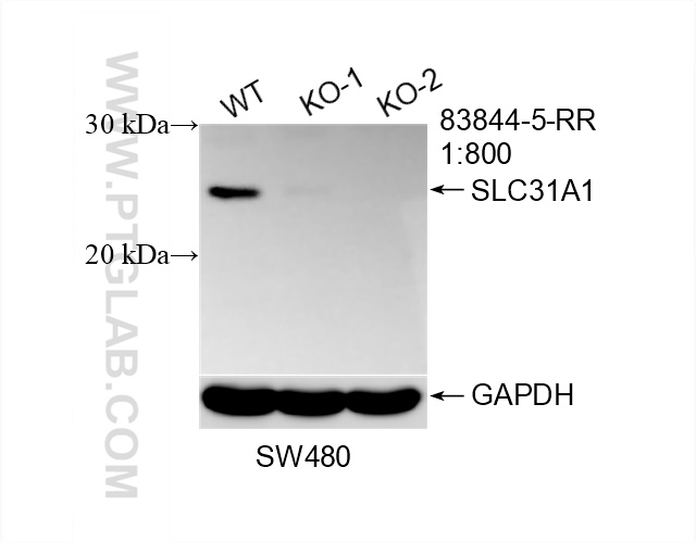 WB analysis of SW480 using 83844-5-RR