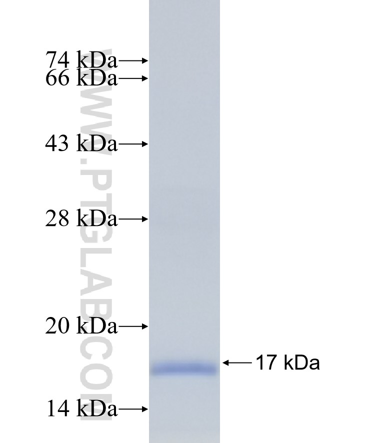 SLC31A1 fusion protein Ag26753 SDS-PAGE