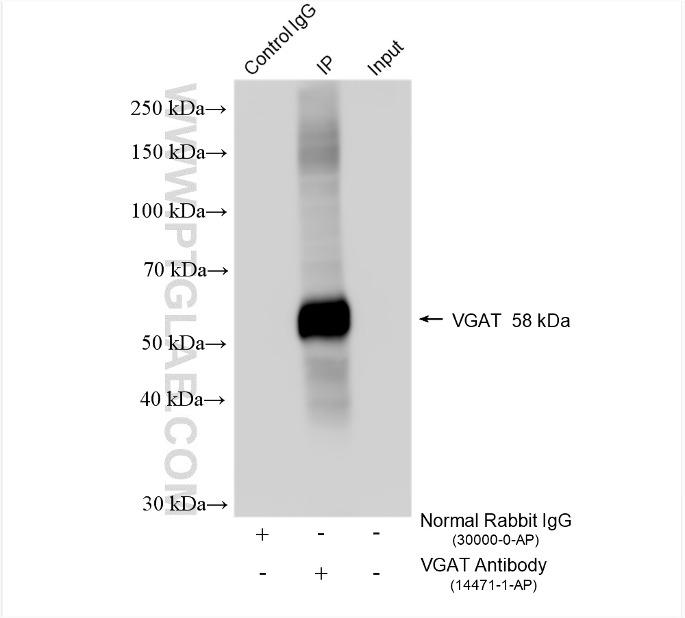 IP experiment of mouse brain using 14471-1-AP