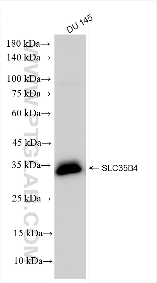 WB analysis of DU 145 using 83527-3-RR (same clone as 83527-3-PBS)