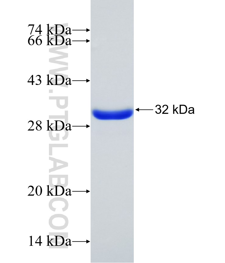 SLC36A1 fusion protein Ag20594 SDS-PAGE