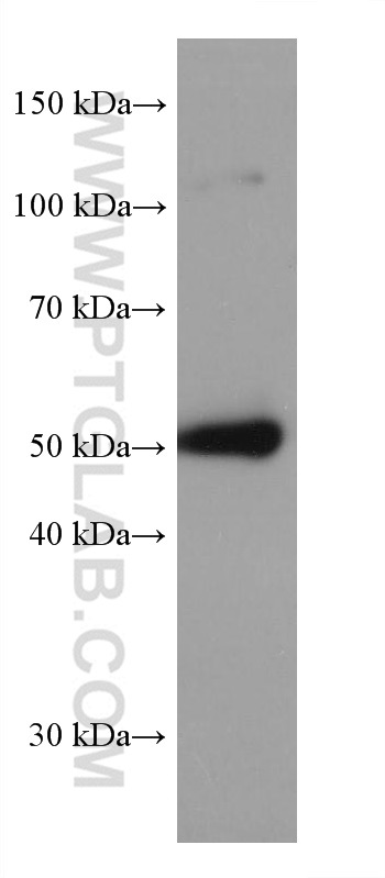 WB analysis of mouse testis using 67929-1-Ig (same clone as 67929-1-PBS)