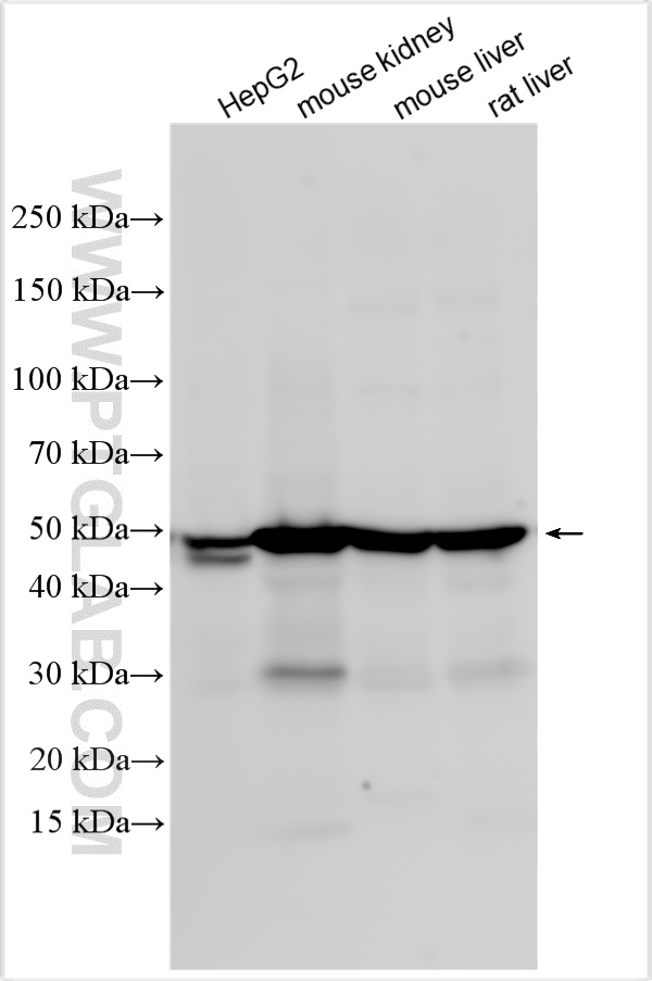 WB analysis using 20612-1-AP