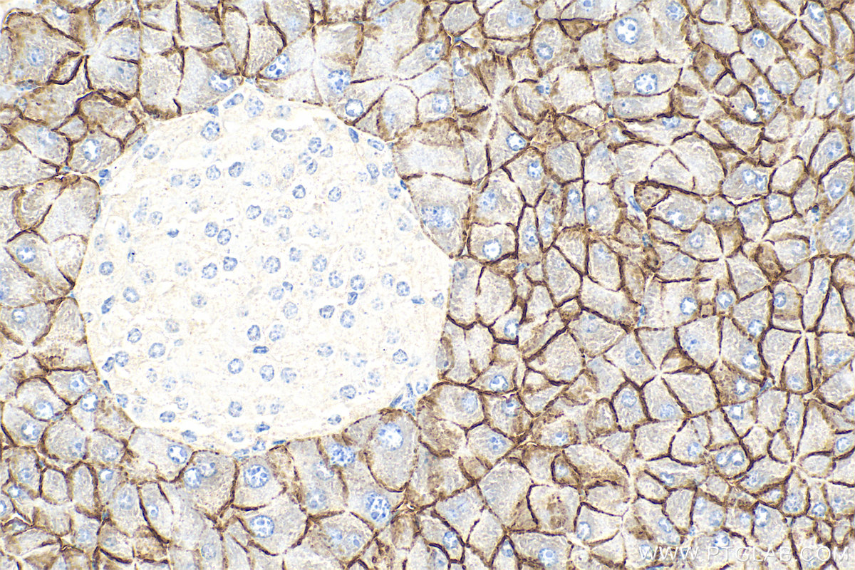 IHC staining of mouse pancreas using 28102-1-AP