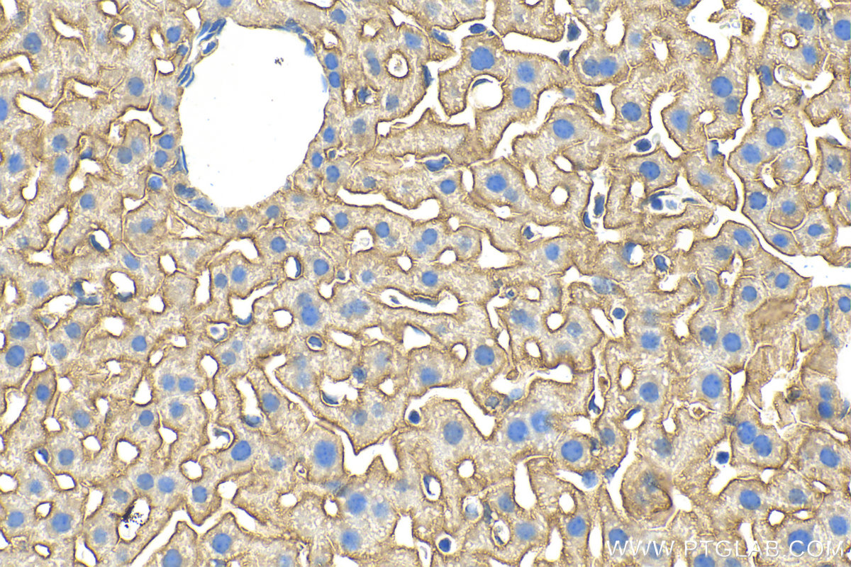 IHC staining of mouse liver using 26540-1-AP