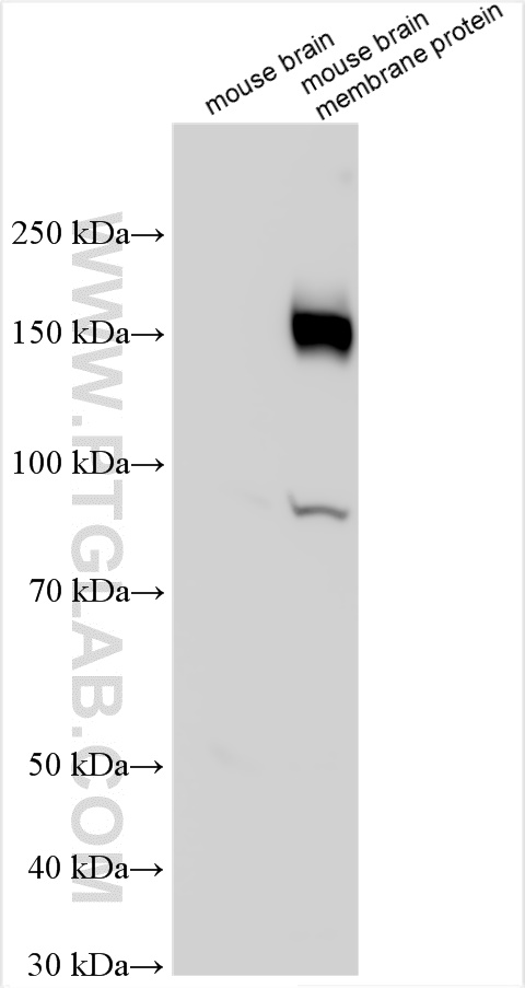 WB analysis using 27197-1-AP