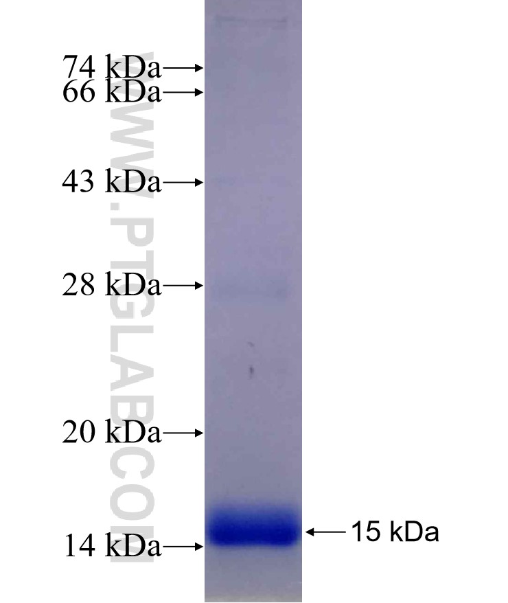 SLC6A1 fusion protein Ag29701 SDS-PAGE