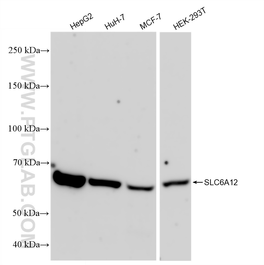 WB analysis using 83195-5-RR