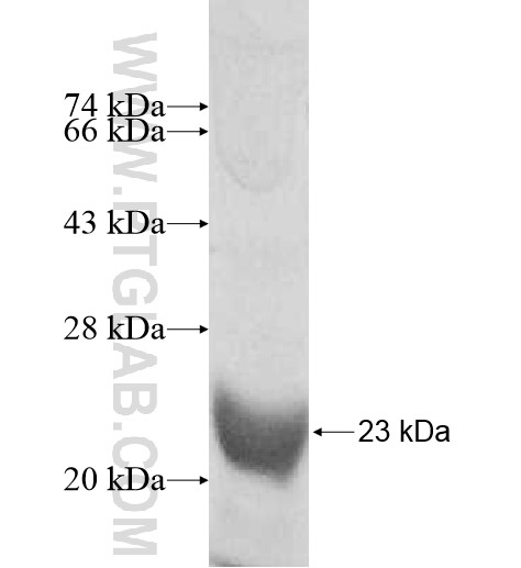 SLC6A18 fusion protein Ag11685 SDS-PAGE