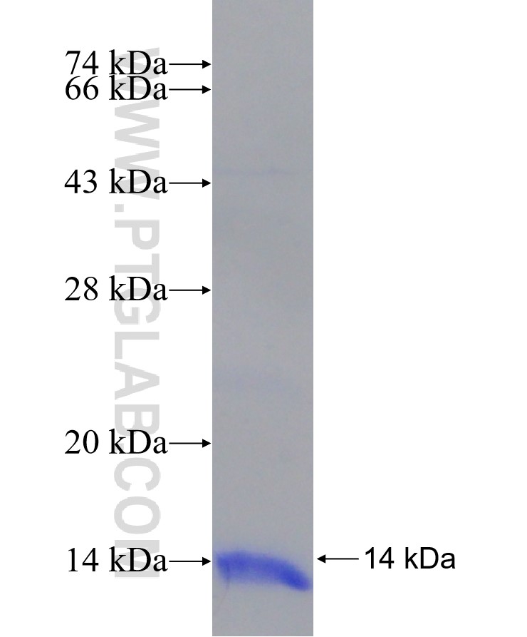 SLC6A6 fusion protein Ag28314 SDS-PAGE