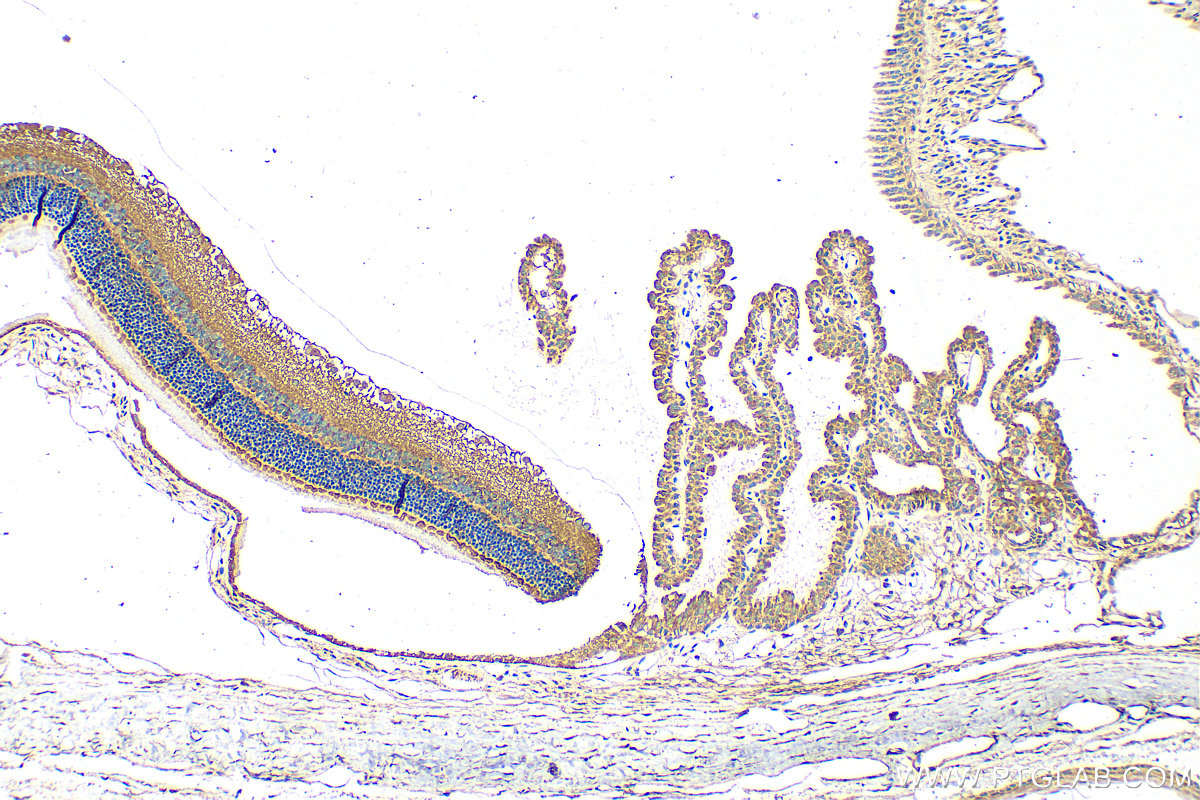 IHC staining of rat eye using 26725-1-AP