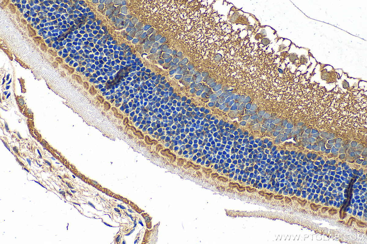 IHC staining of rat eye using 26725-1-AP