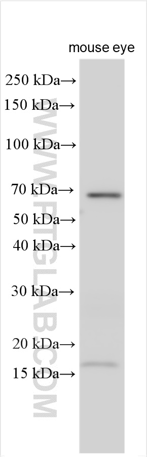 WB analysis using 26725-1-AP