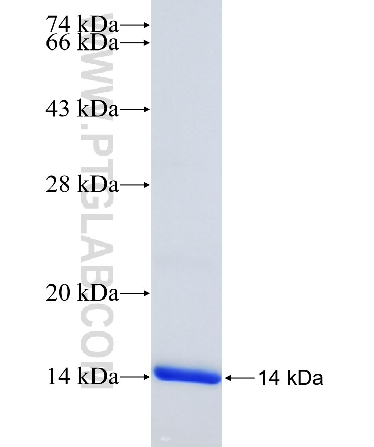 SLC7A11 fusion protein Ag25411 SDS-PAGE